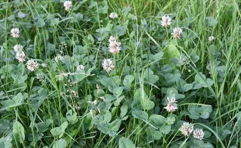 Цветущий белый клевер (Trifolium repens) на газоне