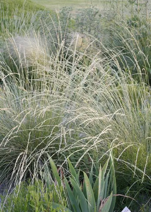 Овсяница атласская (Festuca mairei)