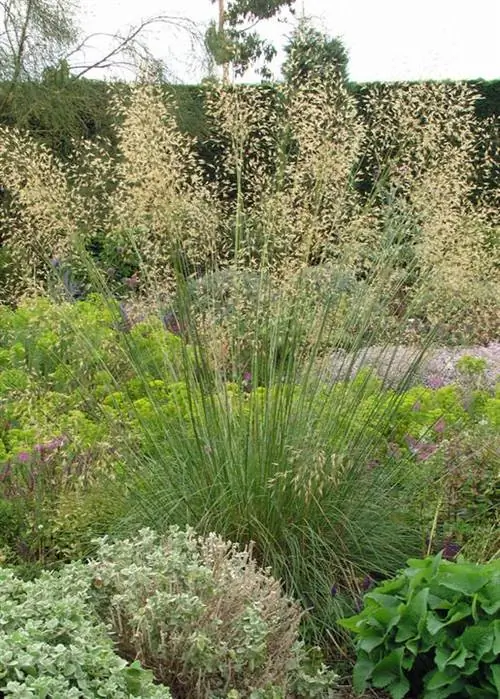 Гигантский ковыль (Stipa gigantea)