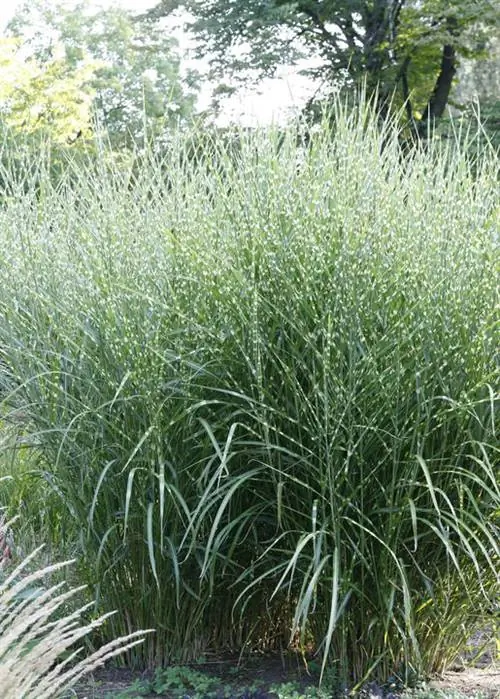 Китайский тростник Miscanthus Sinensis Zebrinus