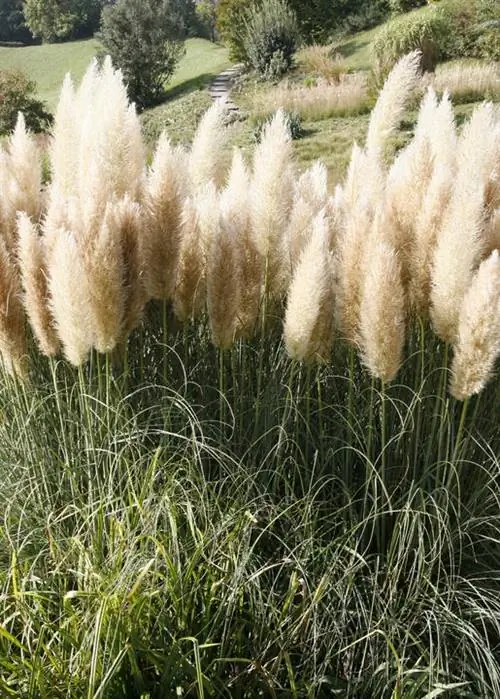 Пампасная трава (Cortaderia selloana)