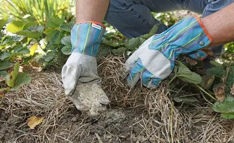 Удобрение клубники роговой мукой