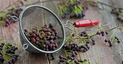 Арония: Лекарственное растение с сильным вкусом