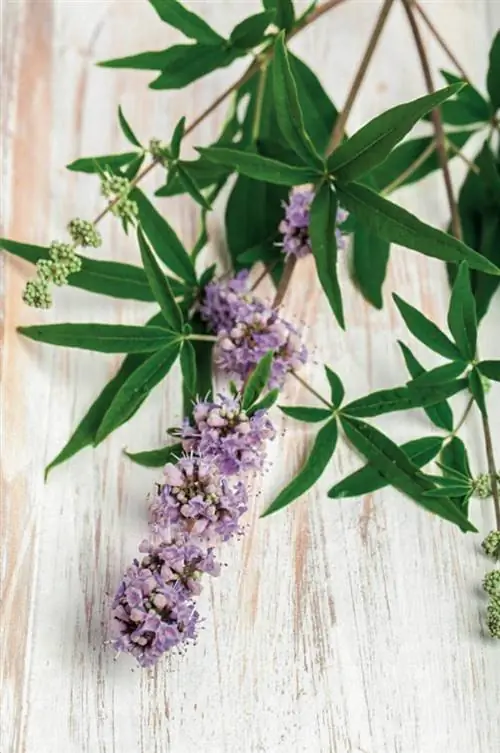 Перец монаха (Vitex agnus-castus)