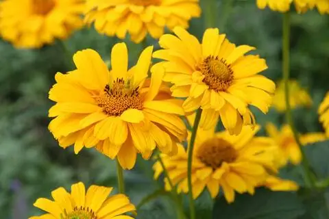 Многолетний подсолнух, Helianthus