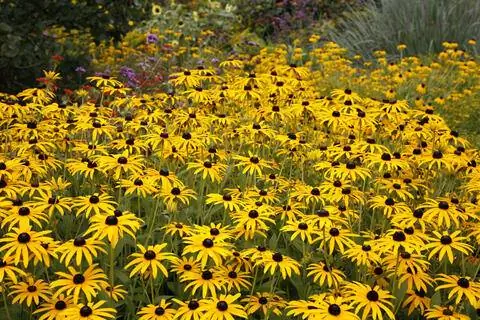 Эхинацея, Rudbeckia fulgida var. sullivantii 'Goldsturm'