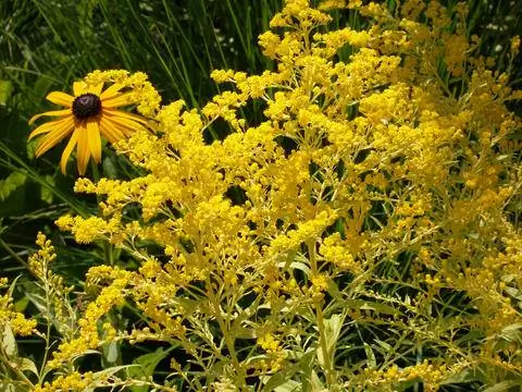 Золотарник, гибрид Solidago 'Goldenmosa'