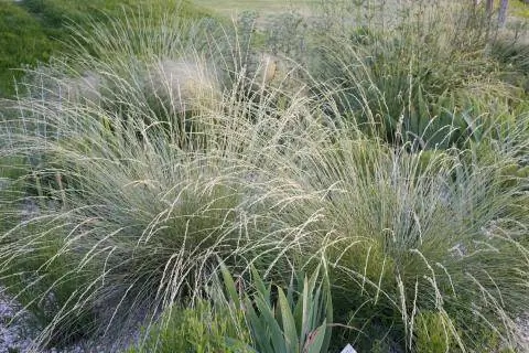 Овсяница атласская, Festuca mairei