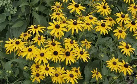 Эхинацея 'Goldsturm' (Rudbeckia fulgida var. sullivantii)