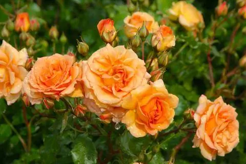 Роза ADR 'Bentheimer Gold'