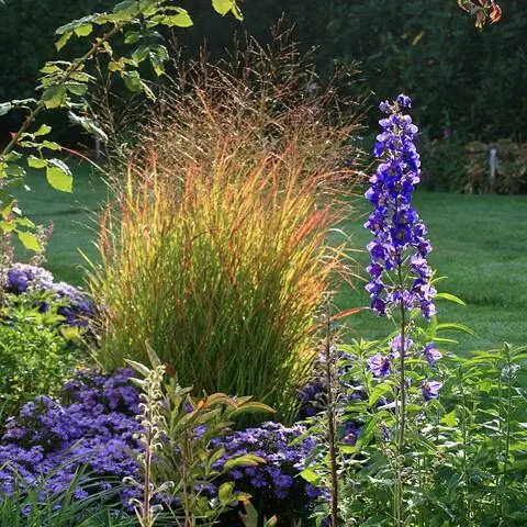 Просо прутьевидное, Panicum virgatum