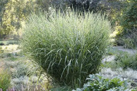 Тростник китайский 'Strictus', Miscanthus sinensis