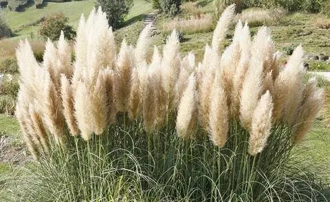 Пампасная трава (Cortaderia selloana)