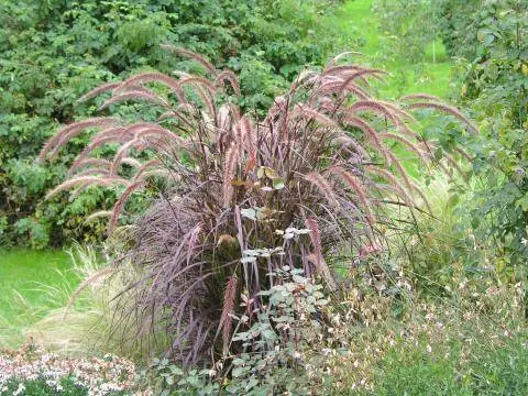 Пеннисетум красный (Pennisetum rubrum)