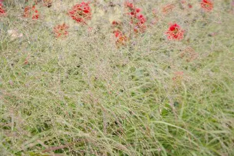 Просо обыкновенное (Panicum virgatum)