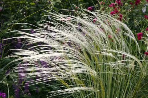 Цапля ковыльная (Stipa pulcherrima)