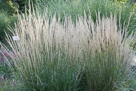 Тростник садовый 'Karl Foerster' (Calamagrostis x acutiflora)