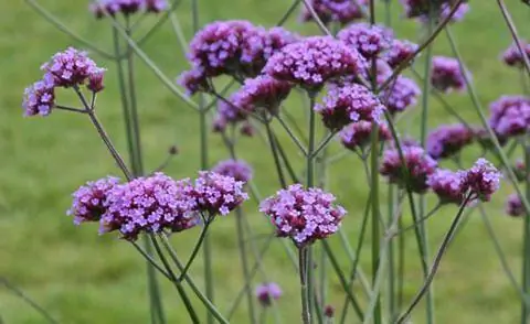 Вербена патагонская (Verbena bonariensis) Вербена патагонская (Verbena bonariensis)