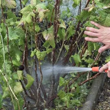 Промойте чешую тутового дерева водой