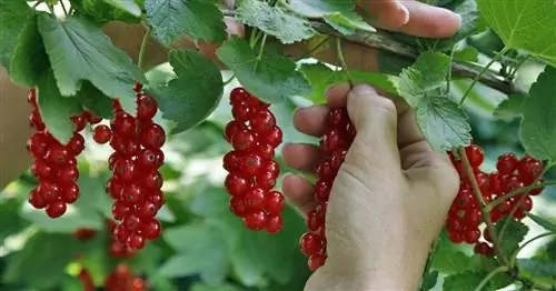 Чешуя шелковицы: Белый налет на смородине