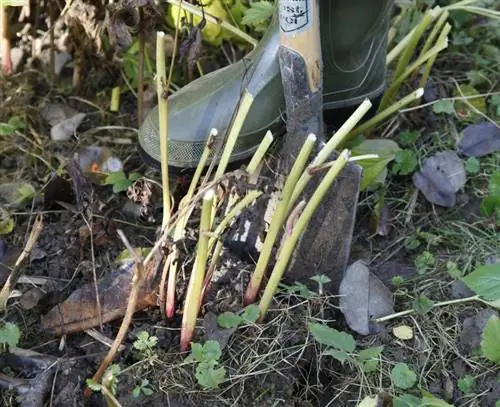 Выкапывание пионов