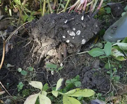 обмен пионами