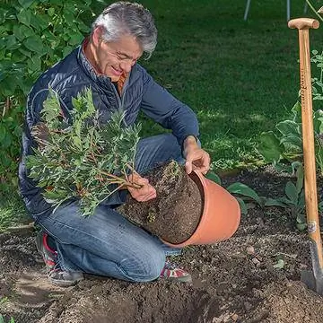 Посадка межсекционного пиона