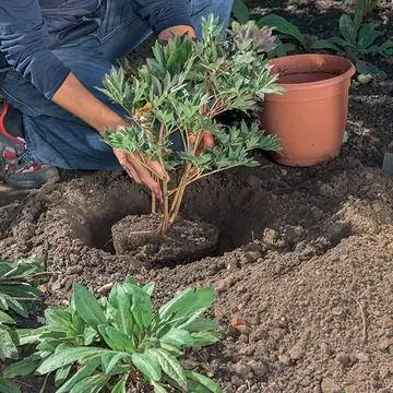 Посадить межсекционные пионы