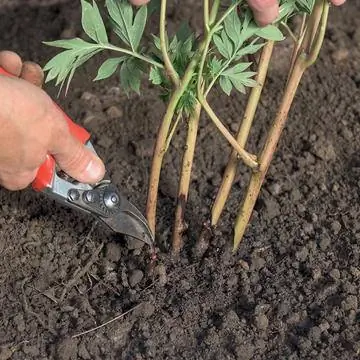 Посадить межсекционные пионы