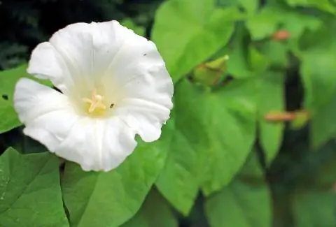 Вьюнок сепиум (Calysteia sepium)
