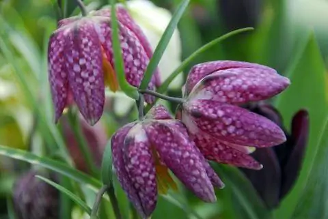 Цветок шахматной доски Fritillaria meleagris