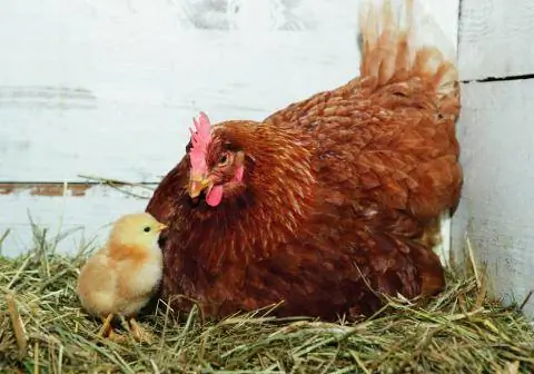 Курица со своим цыпленком