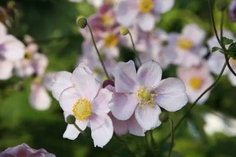 Осенняя ветреница (Anemone hupehensis)