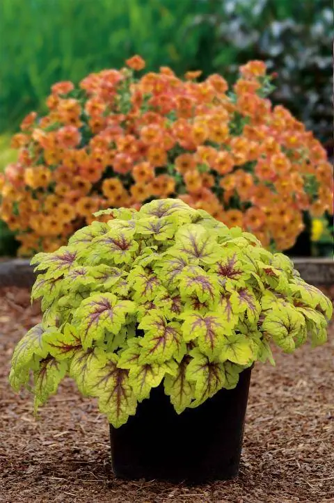 Подушка Purple Bells (Heucherella)