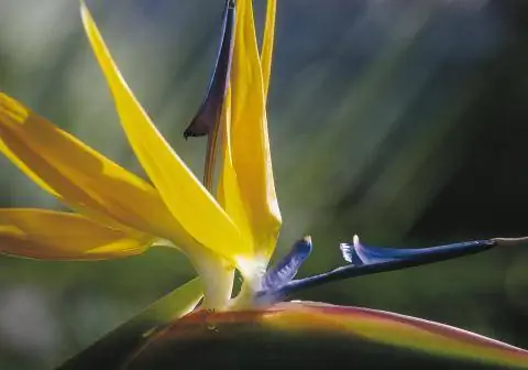 Цветок попугая (Asclepias syriaca)