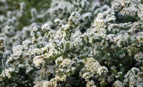 Астра миртовая 'Snowflurry' Aster ericoides