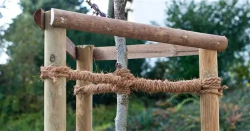 Свяжите недавно посаженные деревья, чтобы защитить их от бури