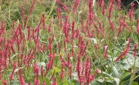 Свеча Bistorta amplexicaulis Свеча Bistorta amplexicaulis