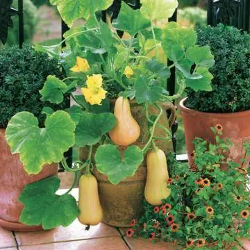 Мускусная тыква 'Butternut W altham'