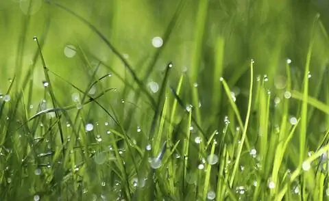 Капли воды на газонных травах