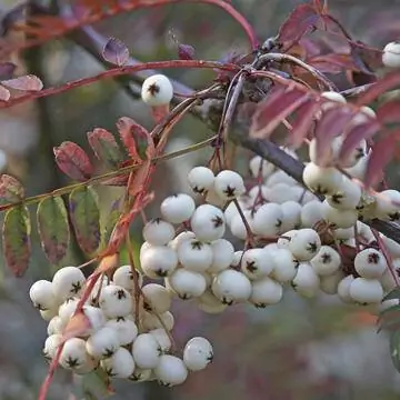 Рябина коэнеана