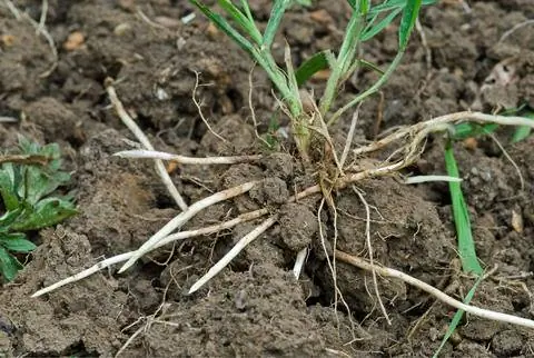 Витграсс (Elymus repens) Витграсс (Elymus repens)