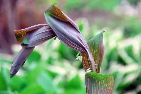 Индийский тростник (Canna indica) Индийский тростник (Canna indica)