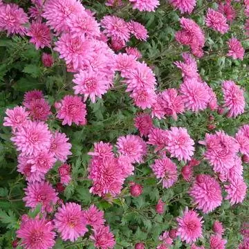 Хризантема 'Швейцария'