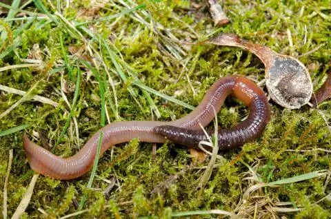 дождевой червь на лугу