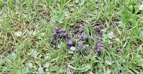 Кучи червей на газоне