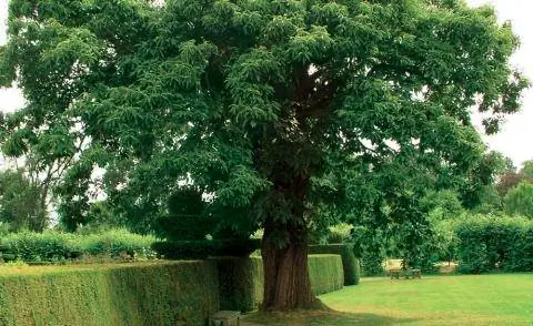 Каштан Castanea посевной