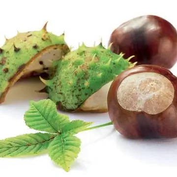 конский каштан