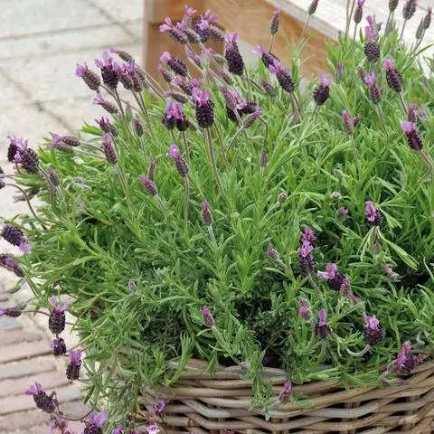 Лаванда французская (Lavandula stoechas)