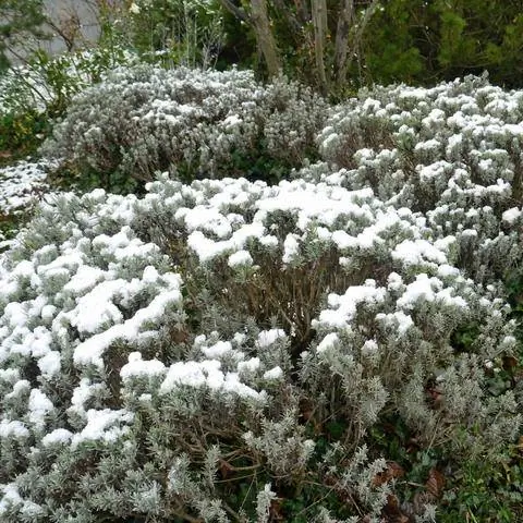 лаванда в постели